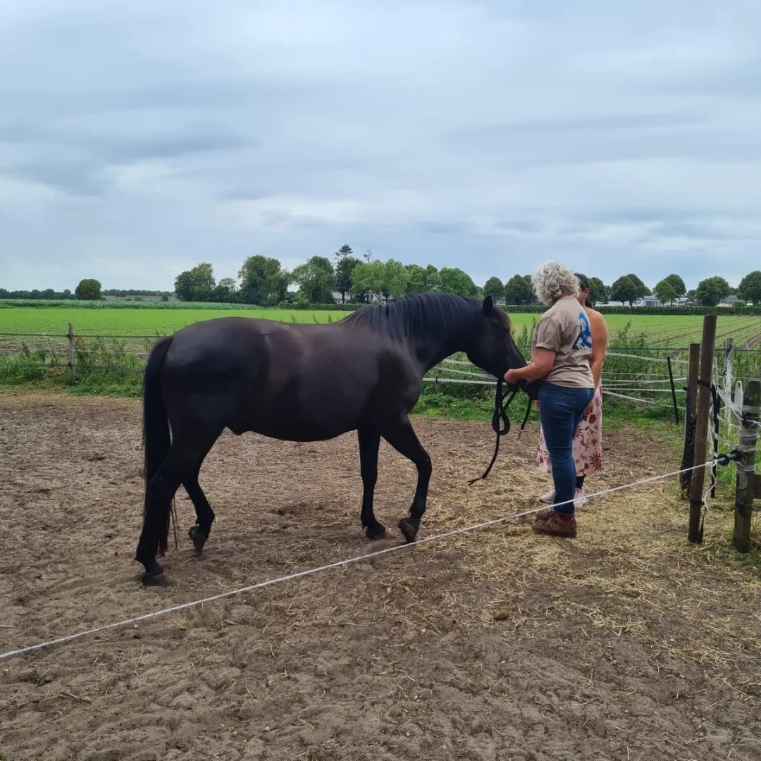 1080_systemische opstelling met paarden.24_webp-1080