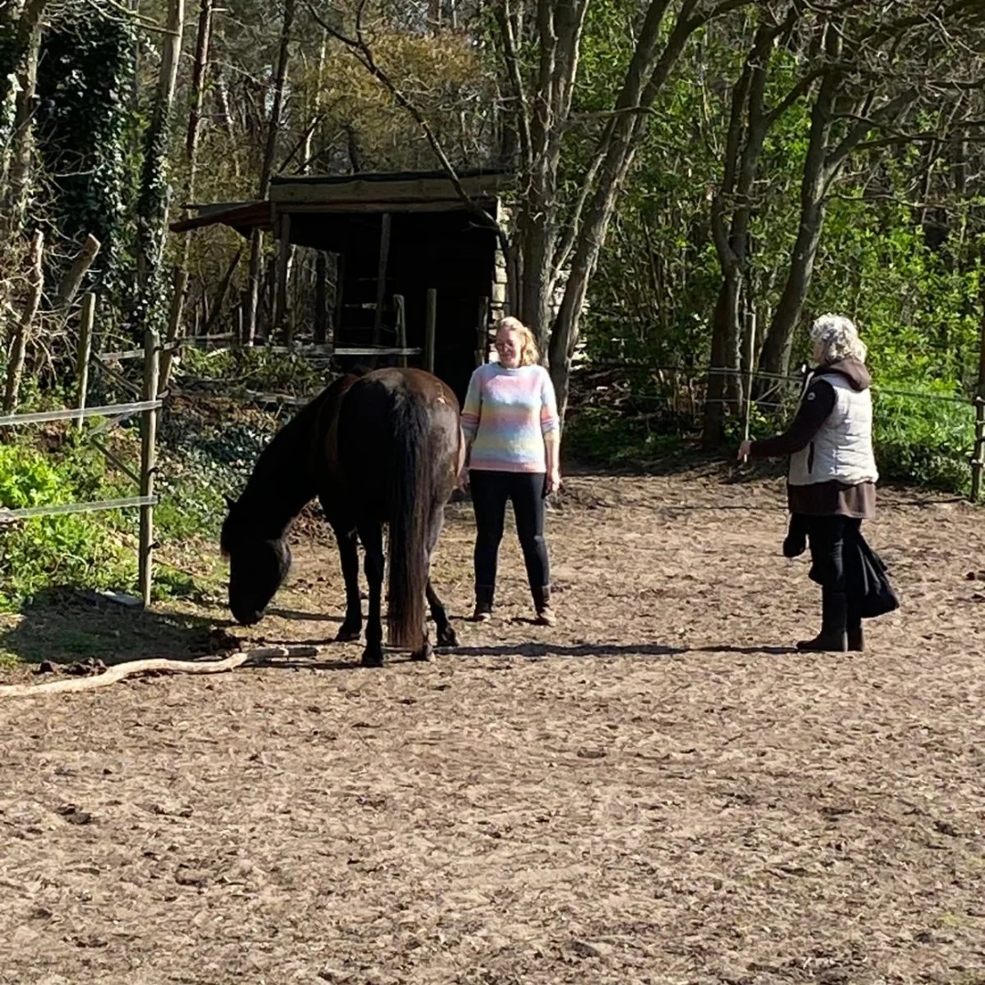 1080_systemische opstelling met paarden.5_webp-1080